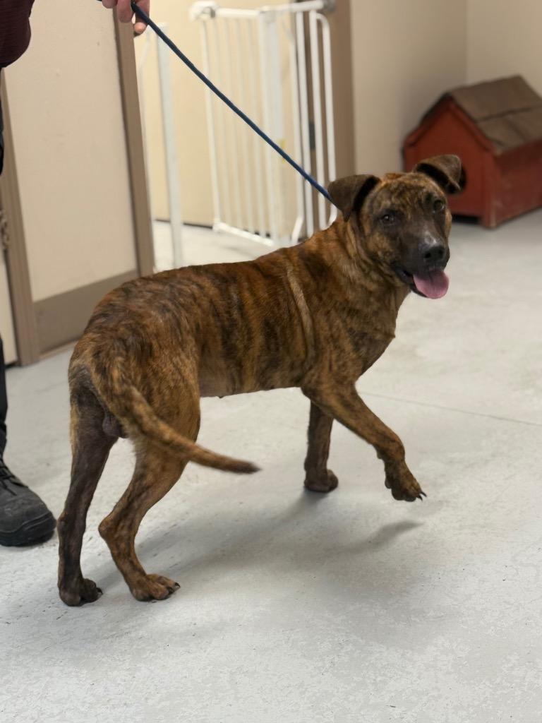 Enlarge Mick, a Adoptable mixed breed in North Vernon, IN image 1/1