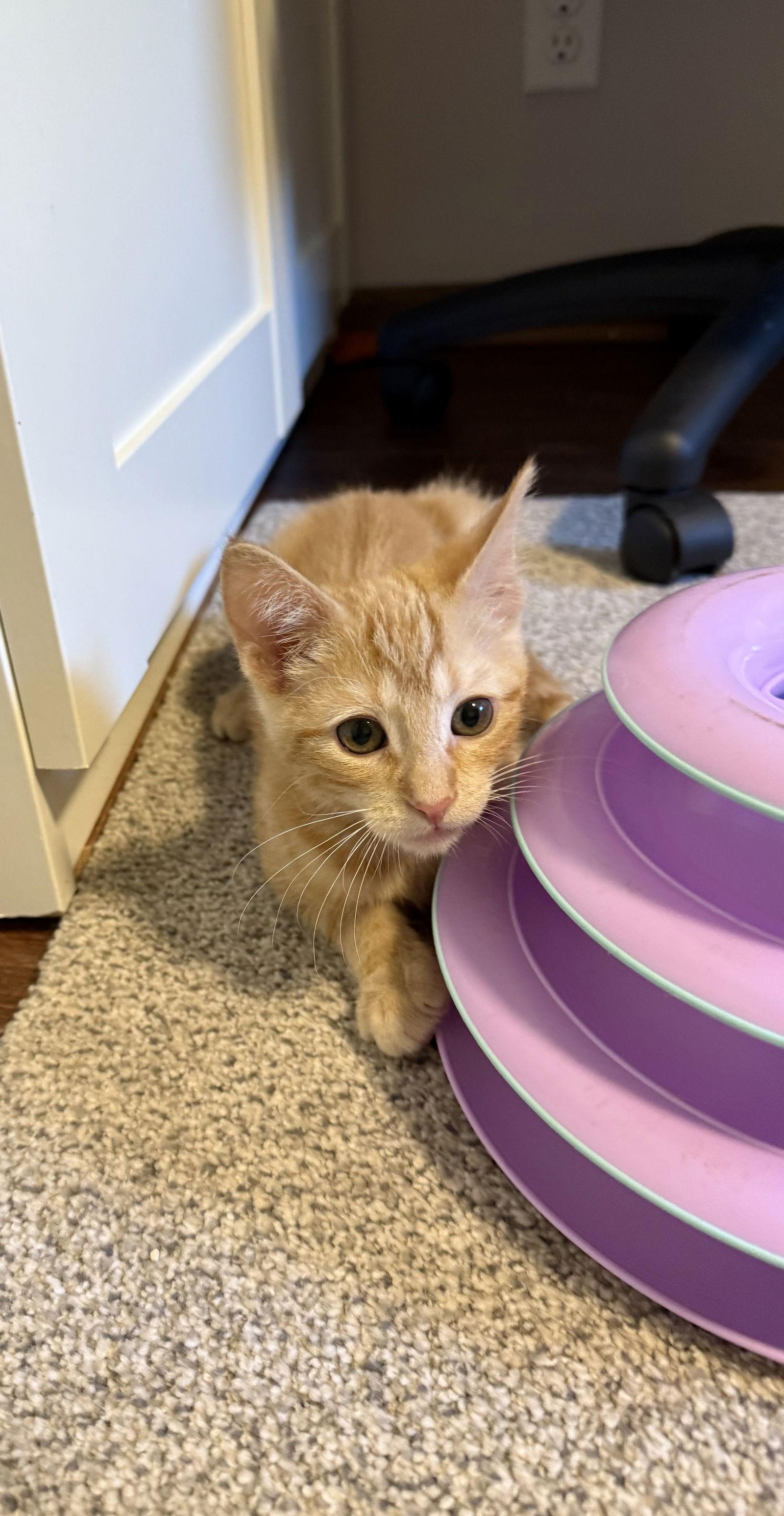 Bard, Adopted, Kitten Male Domestic Short Hair & Tabby.
