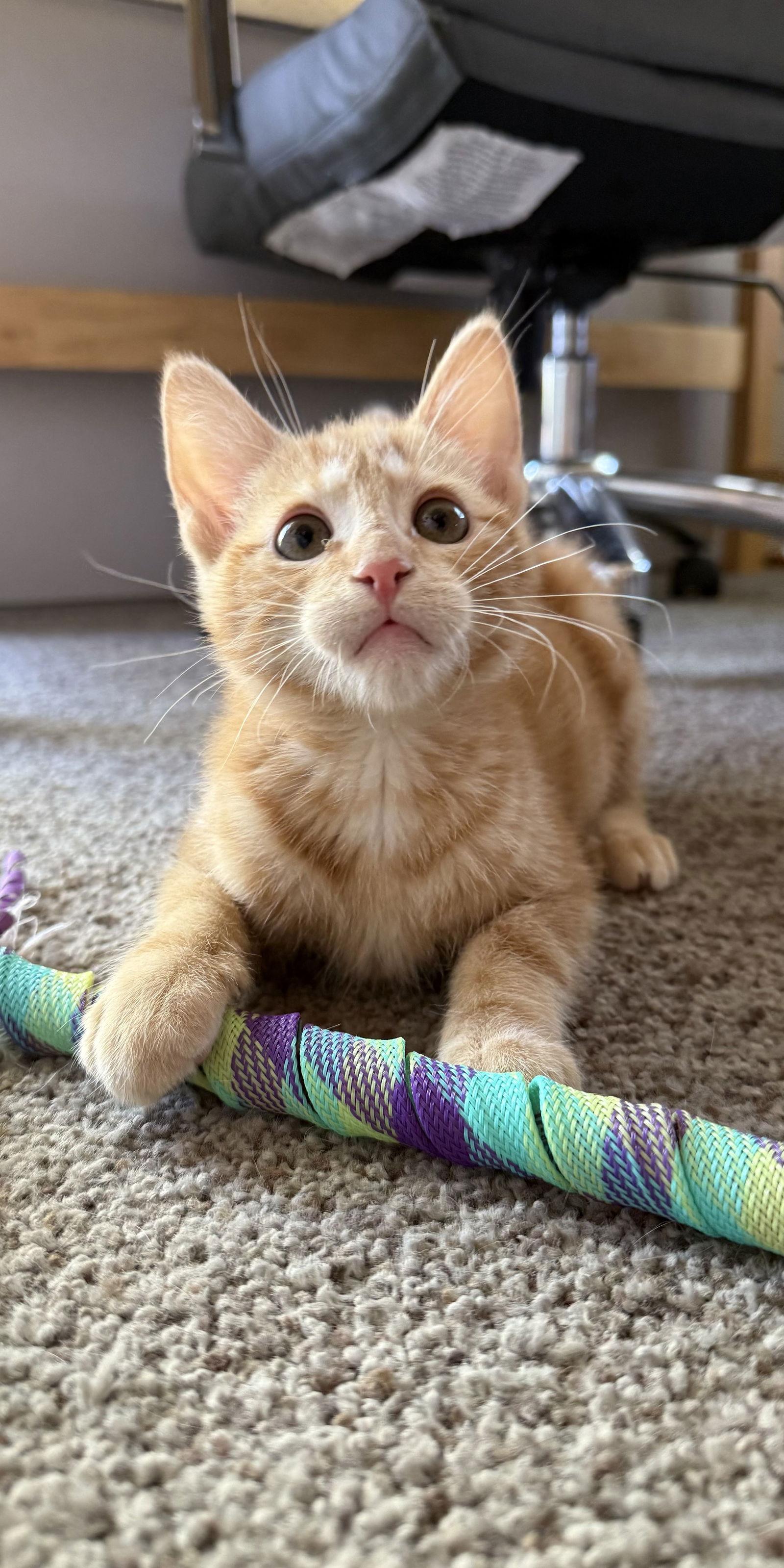 Enlarge Bard, a Adopted mixed breed in Forest Lake, MN image 2/2