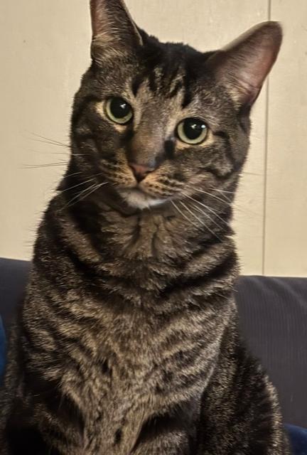 Enlarge Samson, a Adoptable Domestic Short Hair in Germantown, OH image 1/6