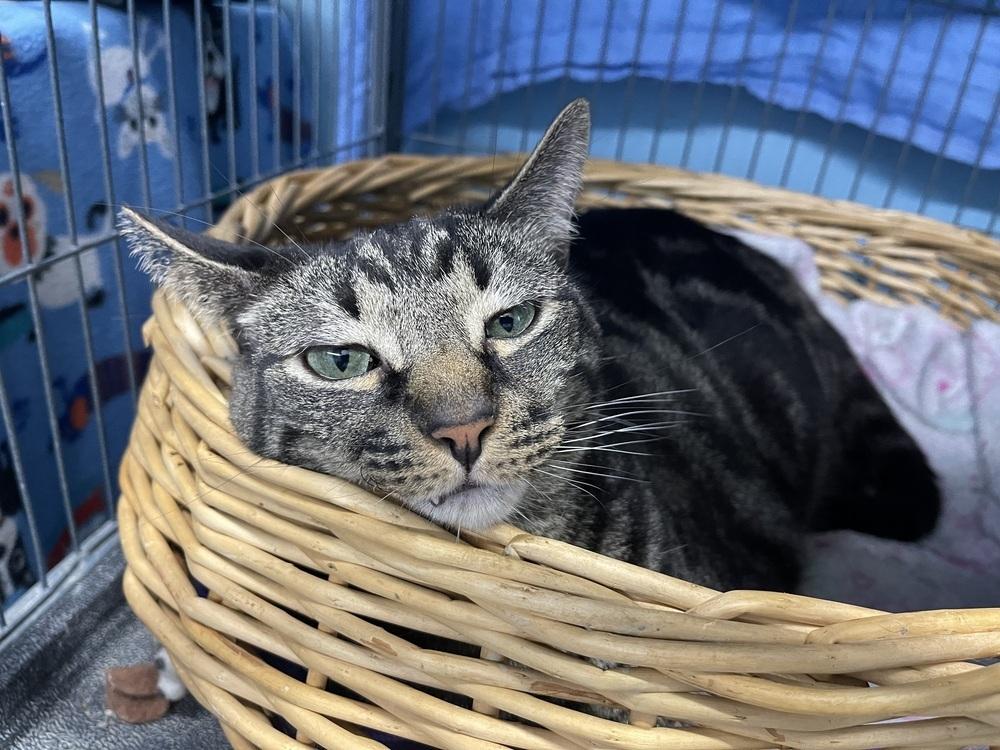 Samson, Adoptable, Adult Male Domestic Short Hair.