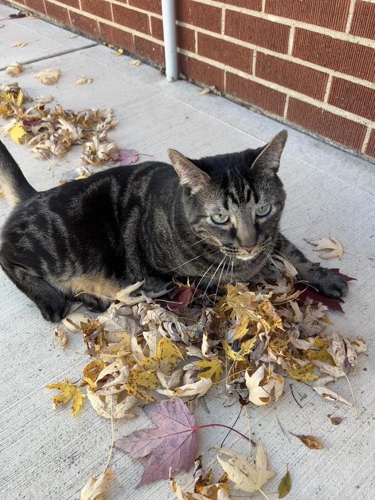 Enlarge Samson, a Adoptable Domestic Short Hair in Germantown, OH image 5/6
