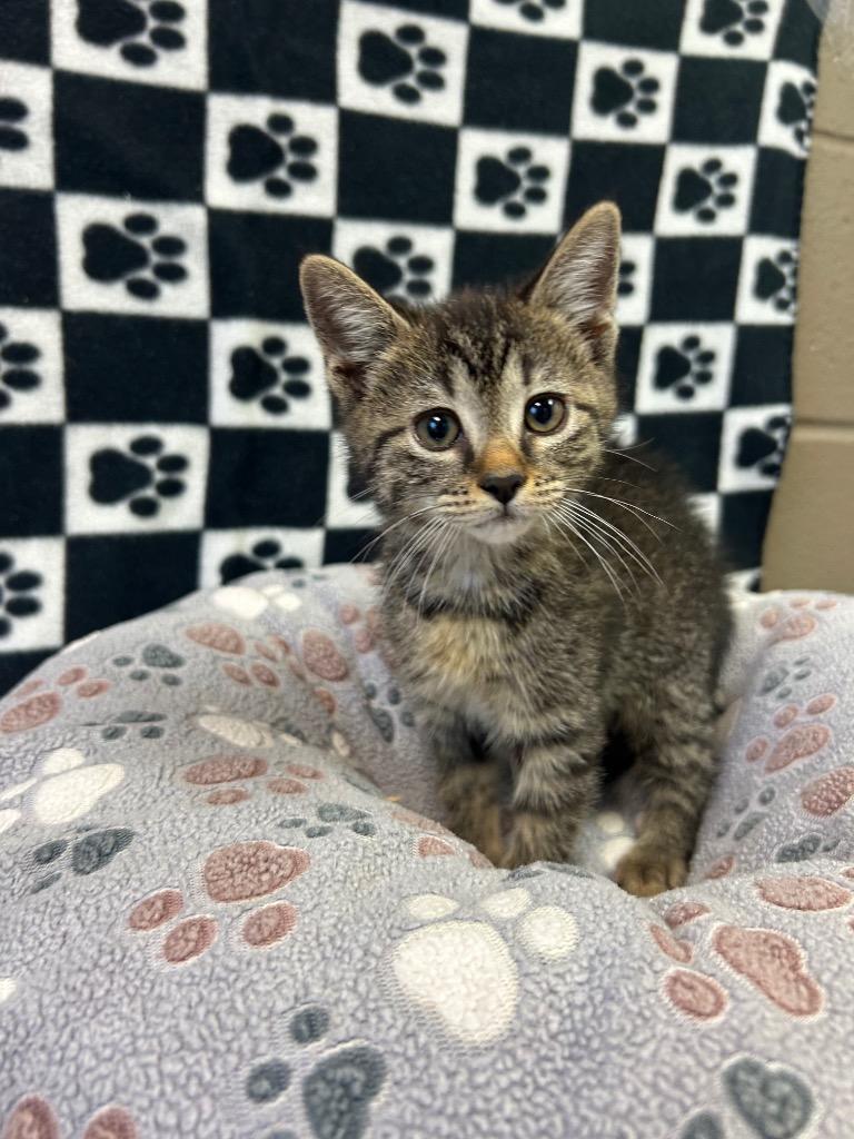 Junebug, Adopted, Kitten Female Domestic Short Hair.
