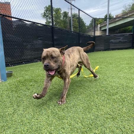 Guster, a Adoptable Mixed Breed in Pittsburgh, PA image 1/6