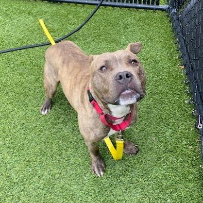 Guster, a Adoptable Mixed Breed in Pittsburgh, PA image 2/6