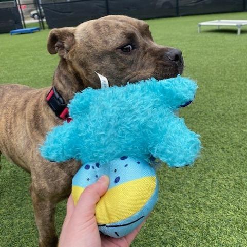 Guster, a Adoptable Mixed Breed in Pittsburgh, PA image 3/6