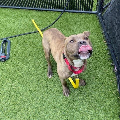 Guster, a Adoptable Mixed Breed in Pittsburgh, PA image 4/6