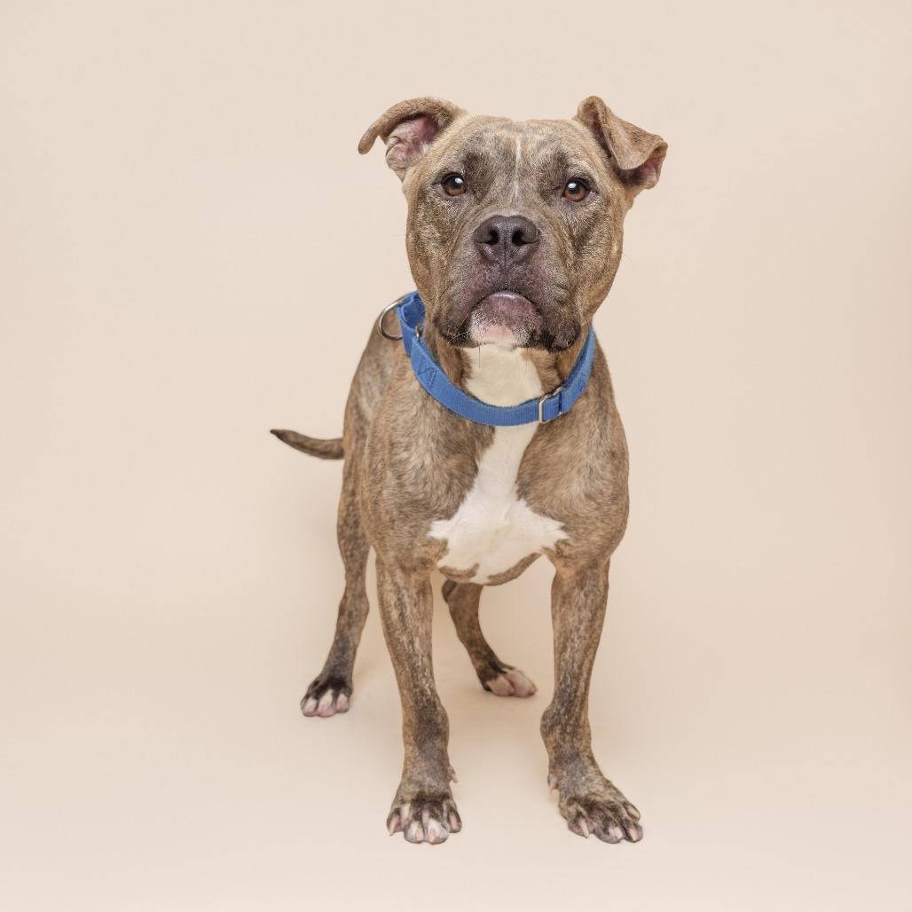 Guster, a Adoptable Mixed Breed in Pittsburgh, PA image 5/6