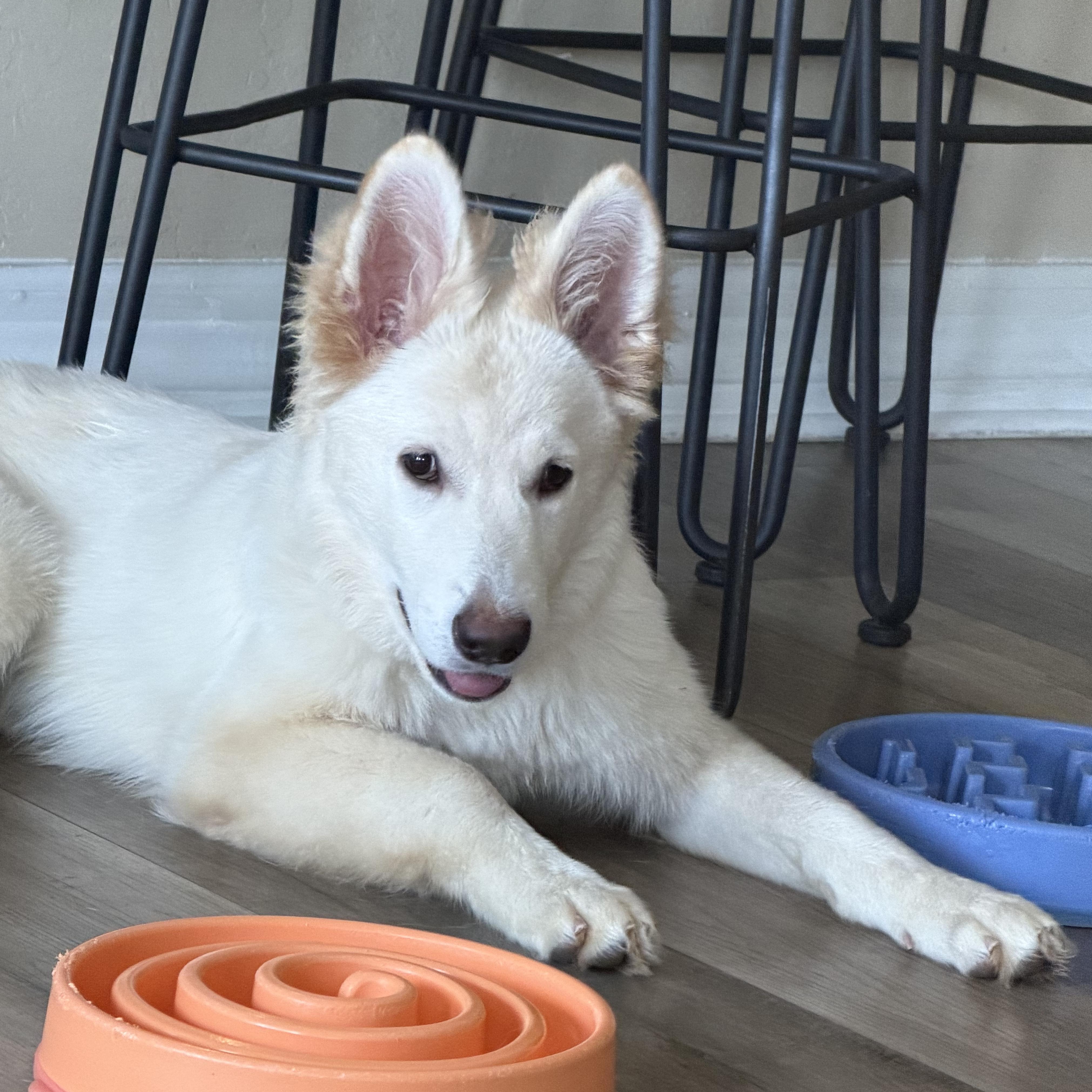 Sadie, a ADOPTABLE German Shepherd Dog in Phoenix, AZ image 4/4