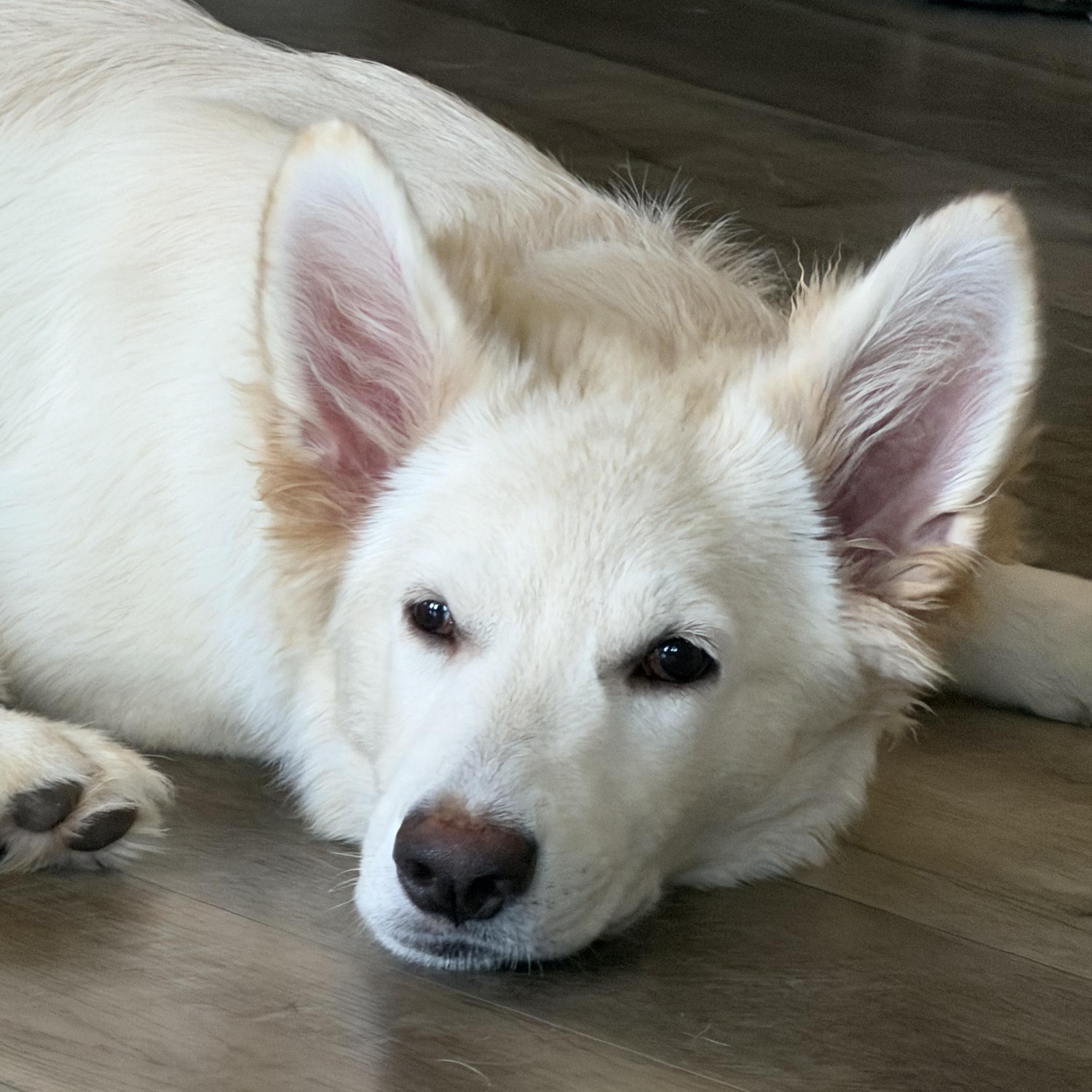 Sadie, a ADOPTABLE German Shepherd Dog in Phoenix, AZ image 2/4