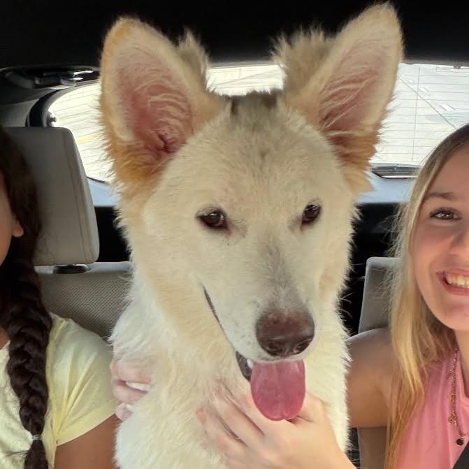 Sadie, ADOPTABLE, Puppy Female German Shepherd Dog.