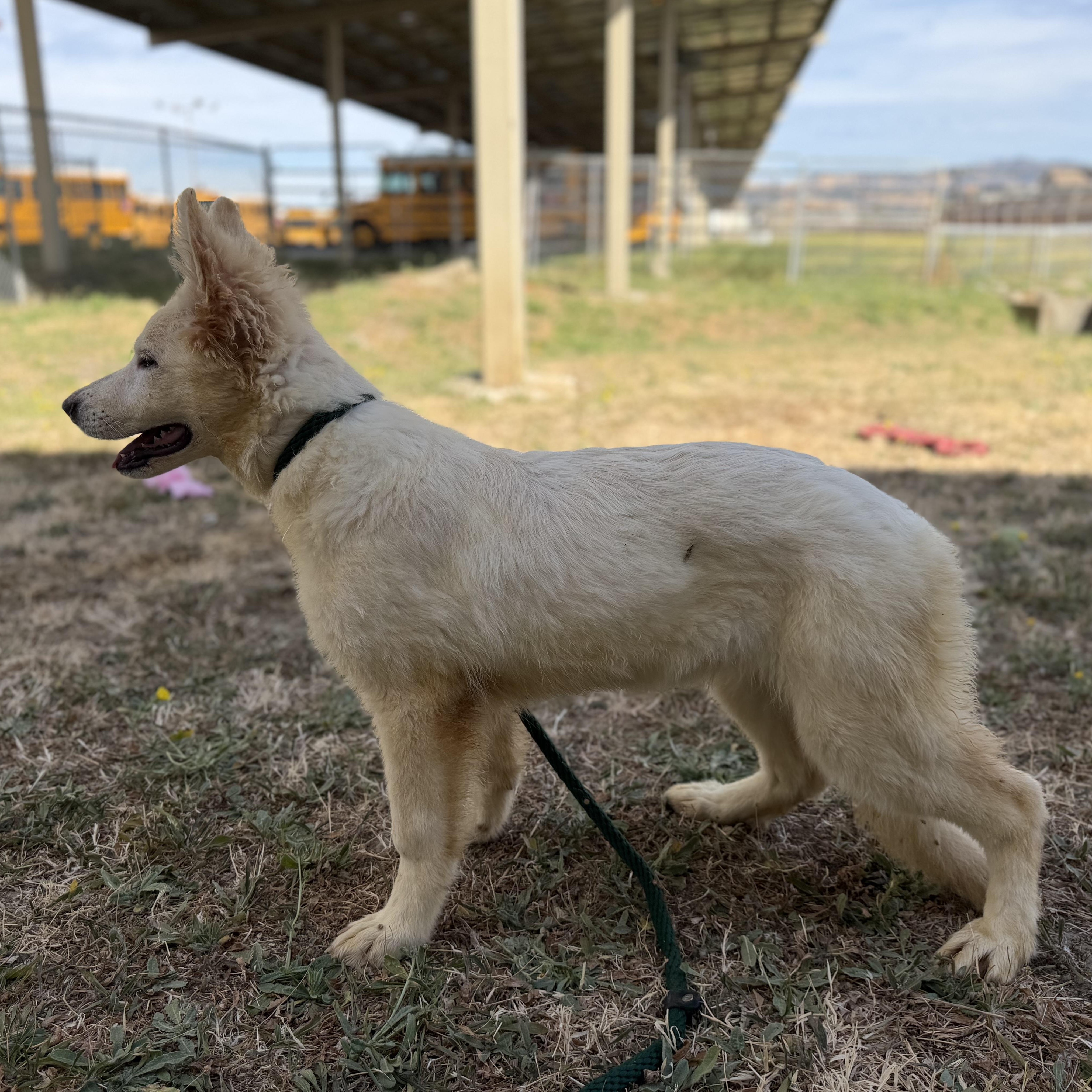 Sadie, a ADOPTABLE German Shepherd Dog in Phoenix, AZ image 3/4
