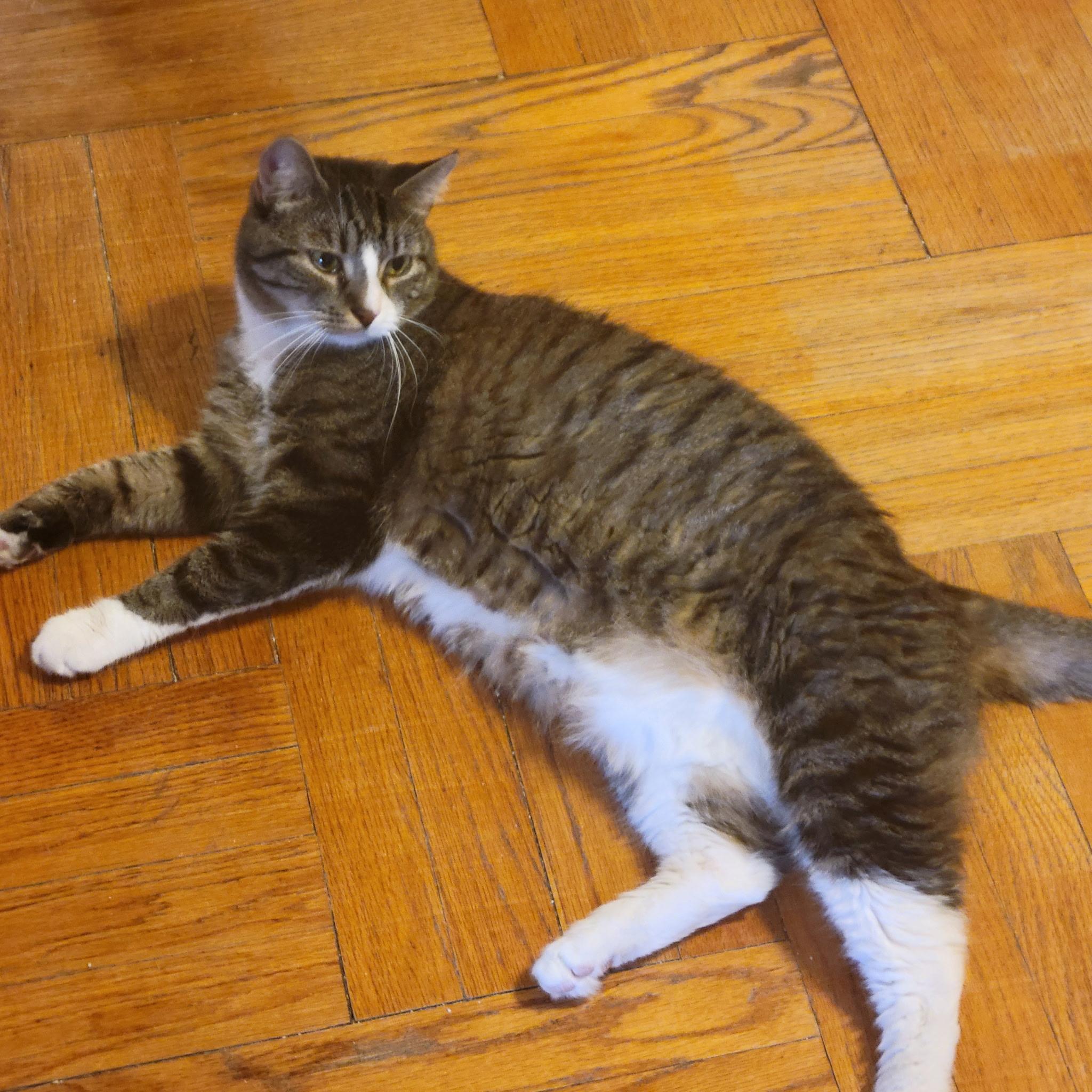 Elliot, Adoptable, Adult Male Domestic Short Hair.