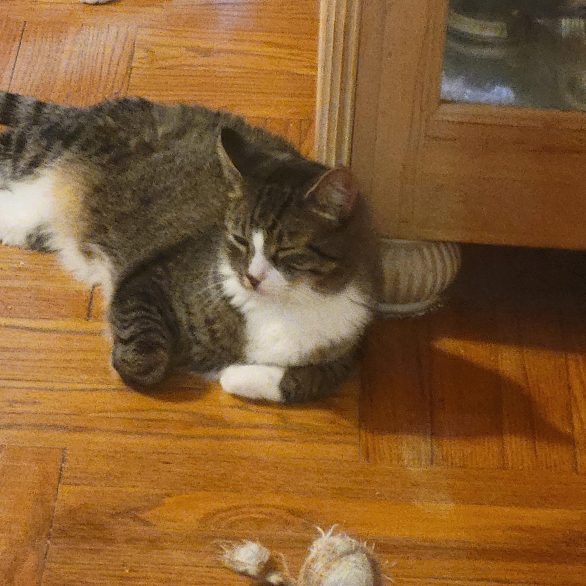 Elliot, a Adoptable Domestic Short Hair in Brooklyn, NY image 2/3