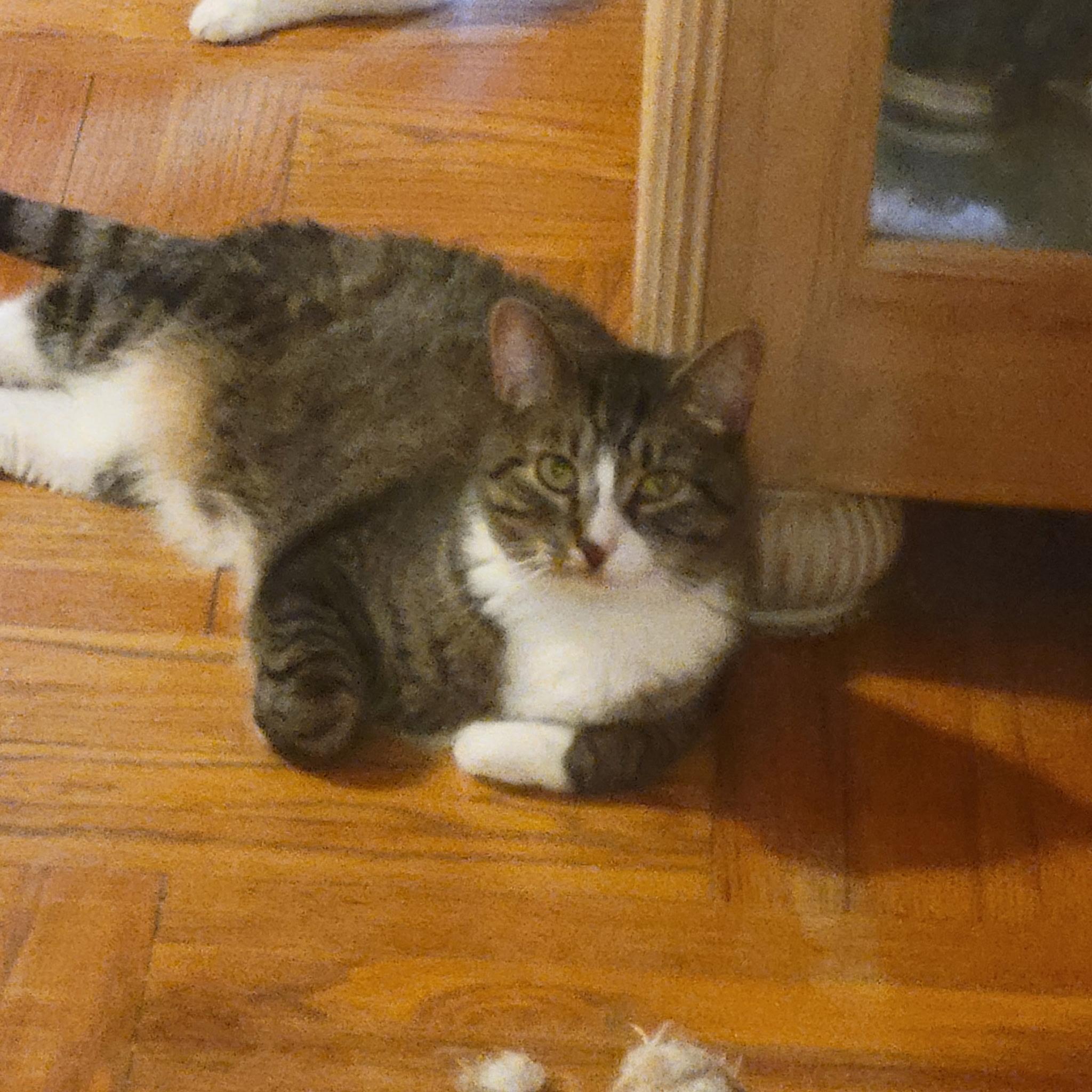 Elliot, a Adoptable Domestic Short Hair in Brooklyn, NY image 3/3