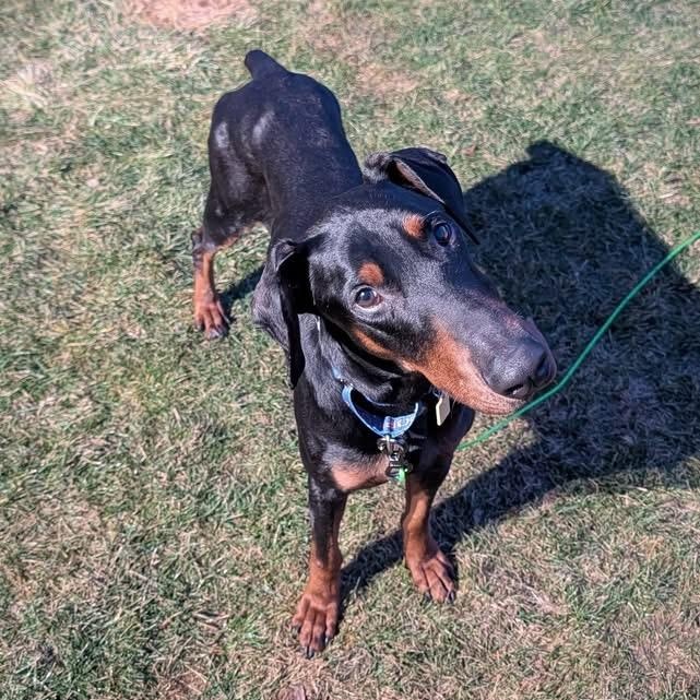 Enlarge Mint, an adopted mixed breed in Grafton, OH image 5/5