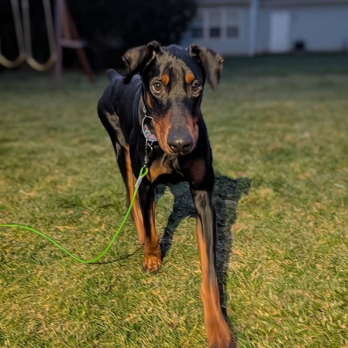 Mint, adopted, Young Male Doberman Pinscher.