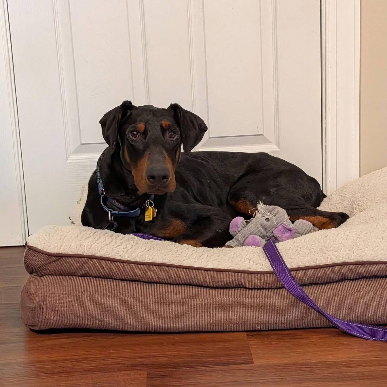 Enlarge Mint, an adopted mixed breed in Grafton, OH image 4/5