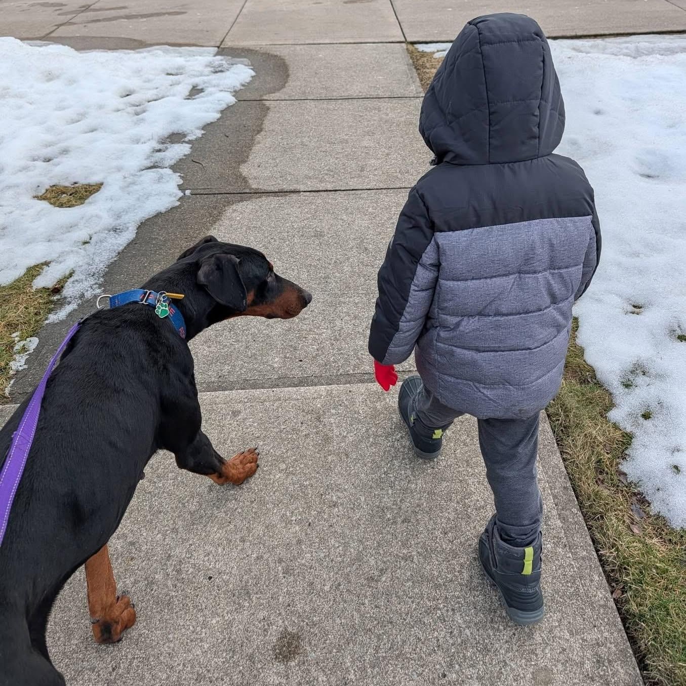 Enlarge Mint, an adopted mixed breed in Grafton, OH image 3/5