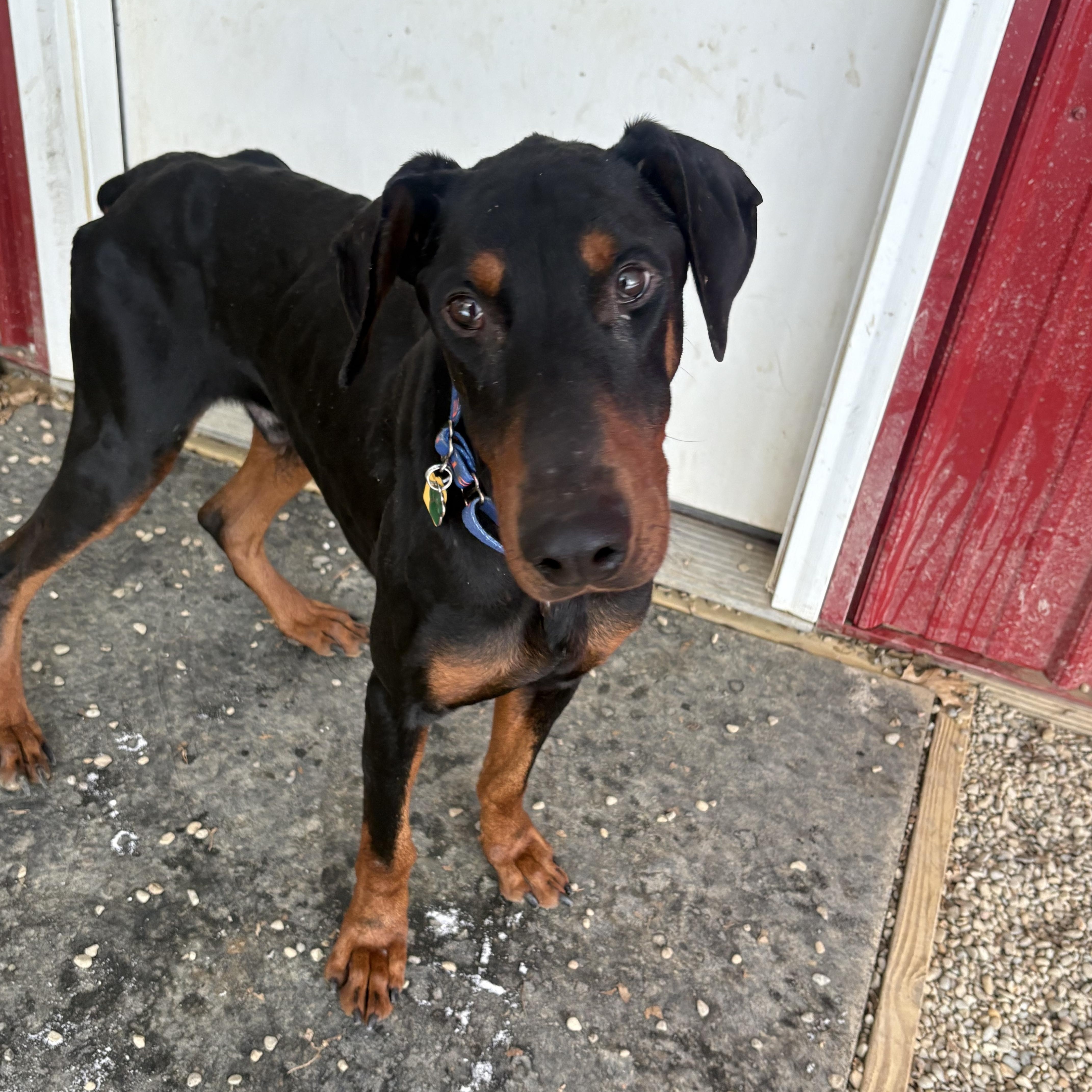 Enlarge Mint, an adopted mixed breed in Grafton, OH image 2/5