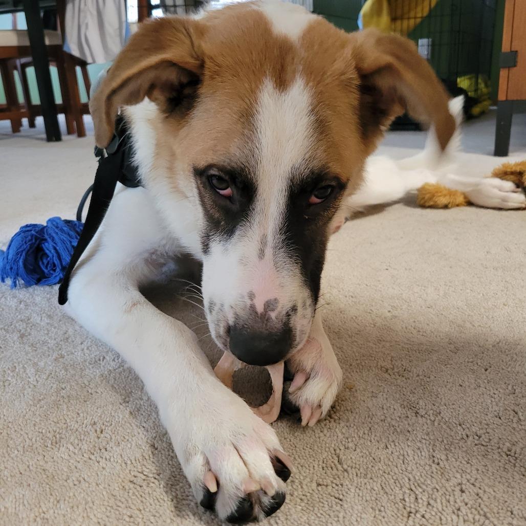 Enlarge Simba D70698, a Adoptable mixed breed in Minnetonka, MN image 1/6