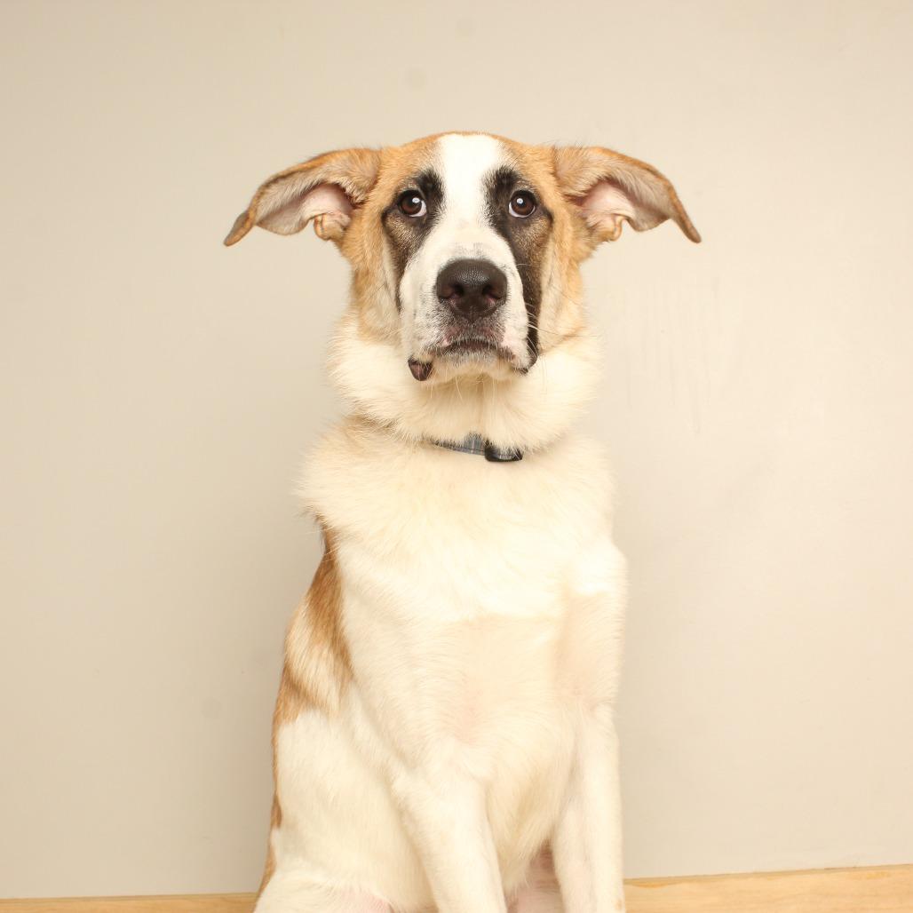 Enlarge Simba D70698, a Adoptable mixed breed in Minnetonka, MN image 2/6