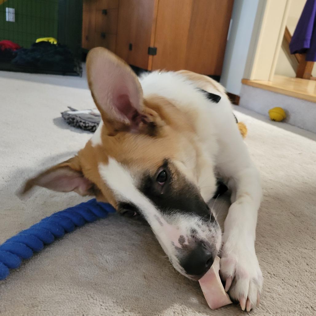 Enlarge Simba D70698, a Adoptable mixed breed in Minnetonka, MN image 3/6
