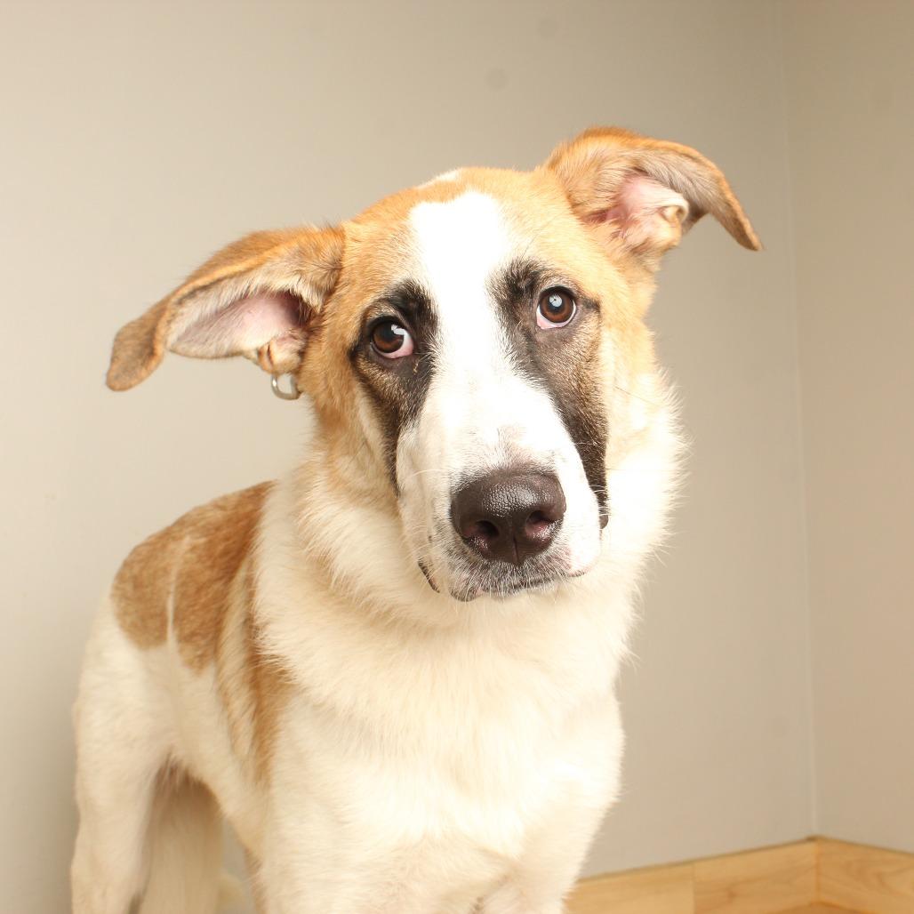 Enlarge Simba D70698, a Adoptable mixed breed in Minnetonka, MN image 4/6