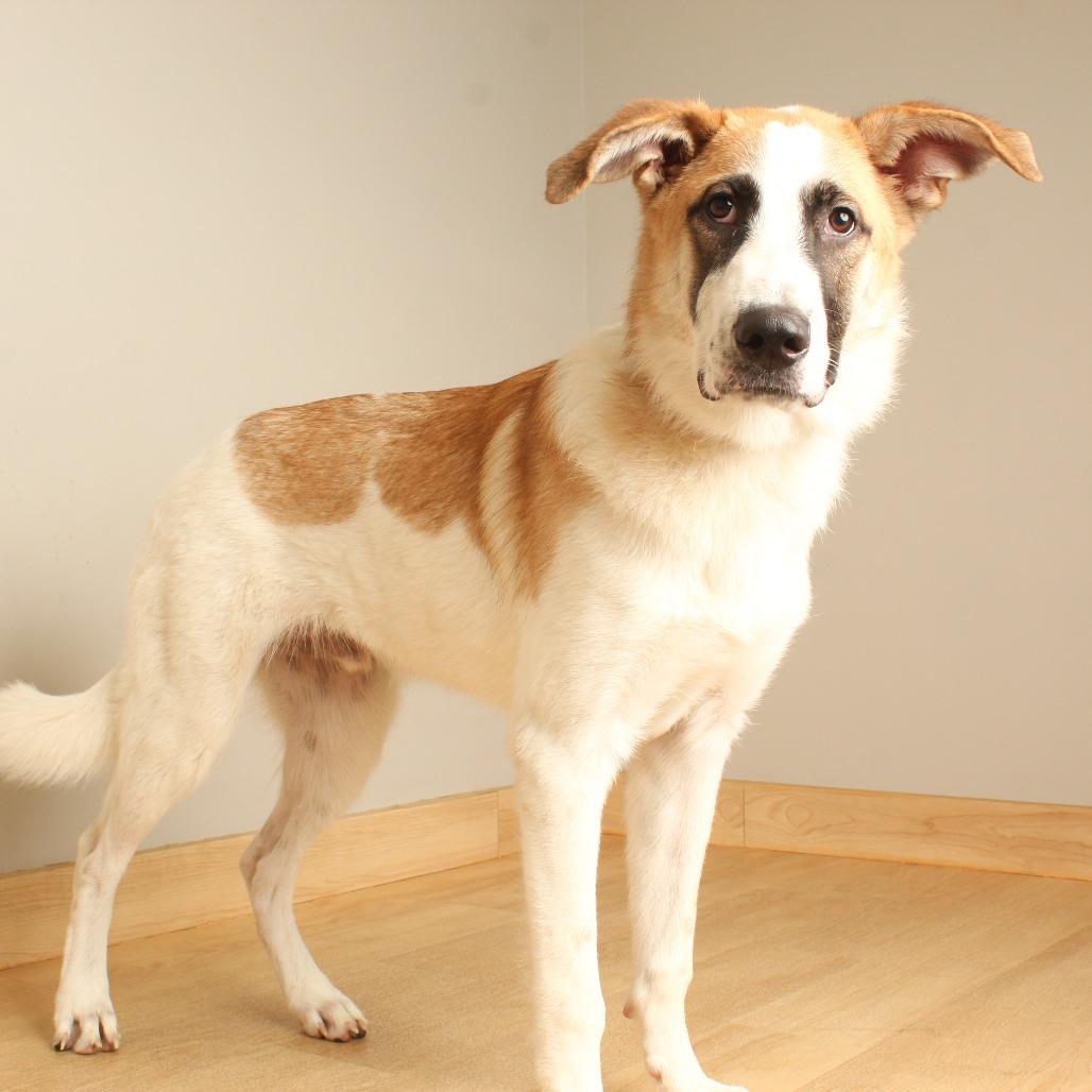 Enlarge Simba D70698, a Adoptable mixed breed in Minnetonka, MN image 5/6