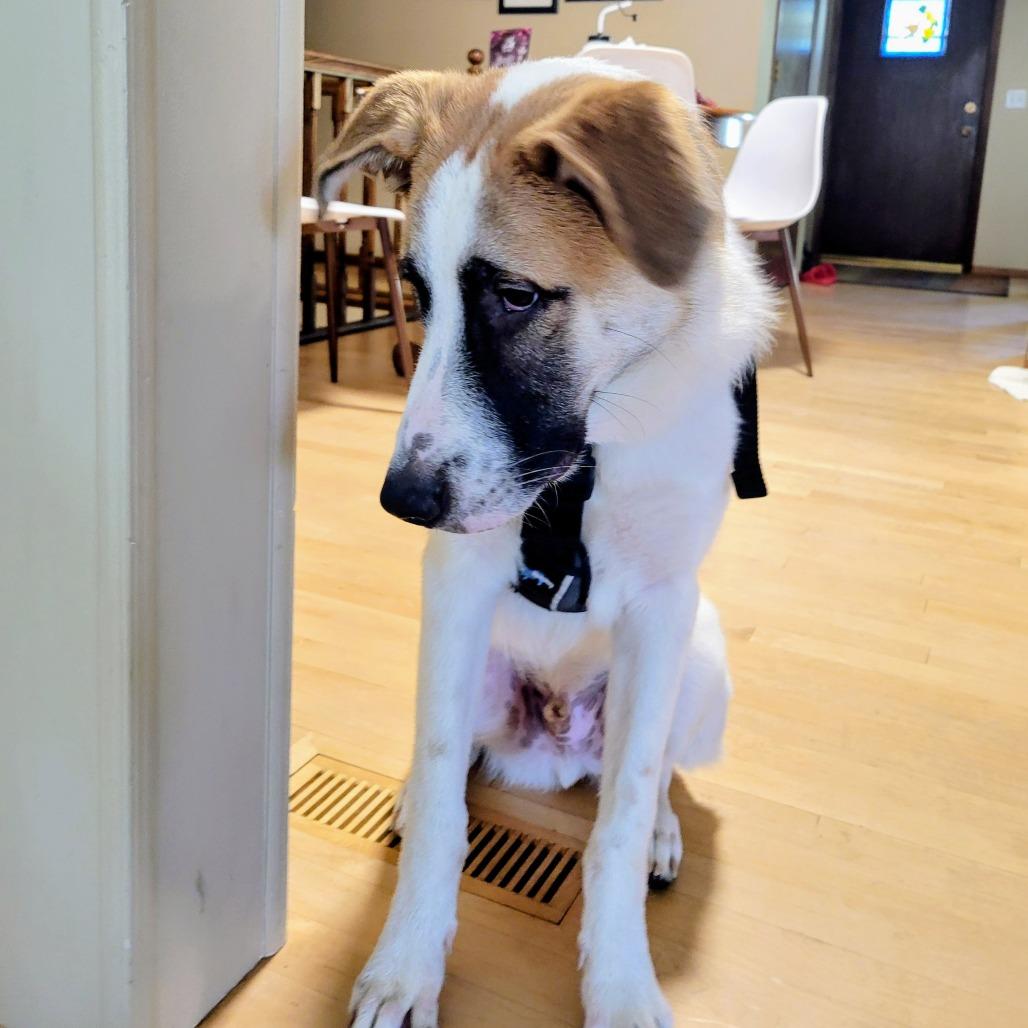 Enlarge Simba D70698, a Adoptable mixed breed in Minnetonka, MN image 6/6