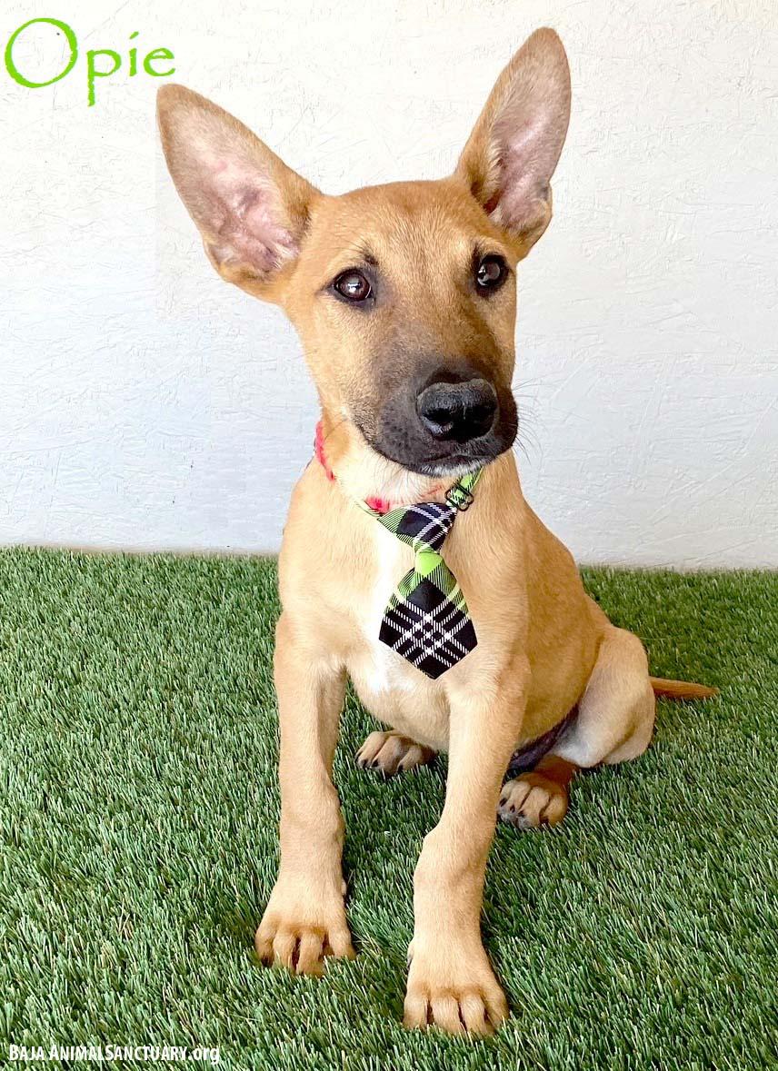 Opie
