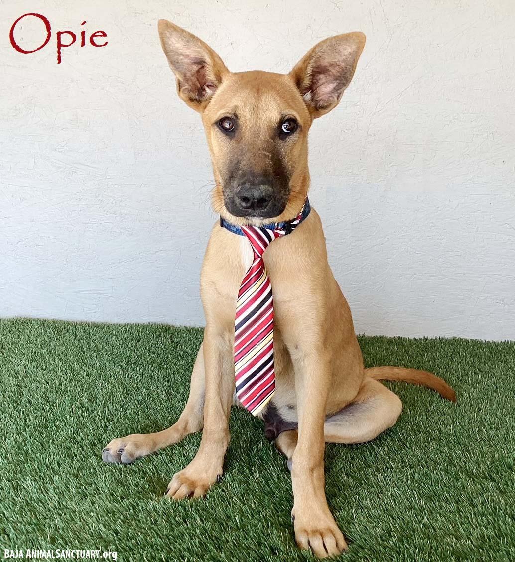 Opie