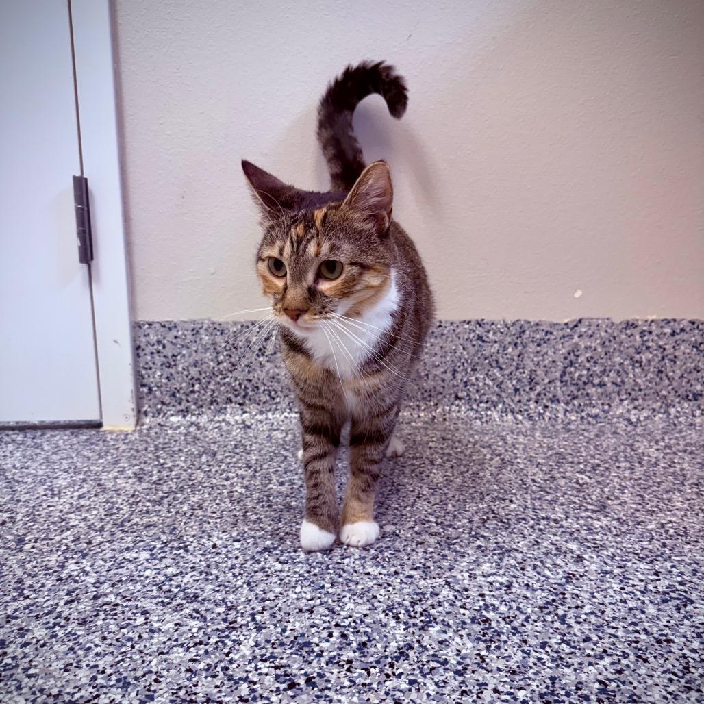 Padme, a Adoptable Domestic Short Hair in Great Falls, MT image 1/6