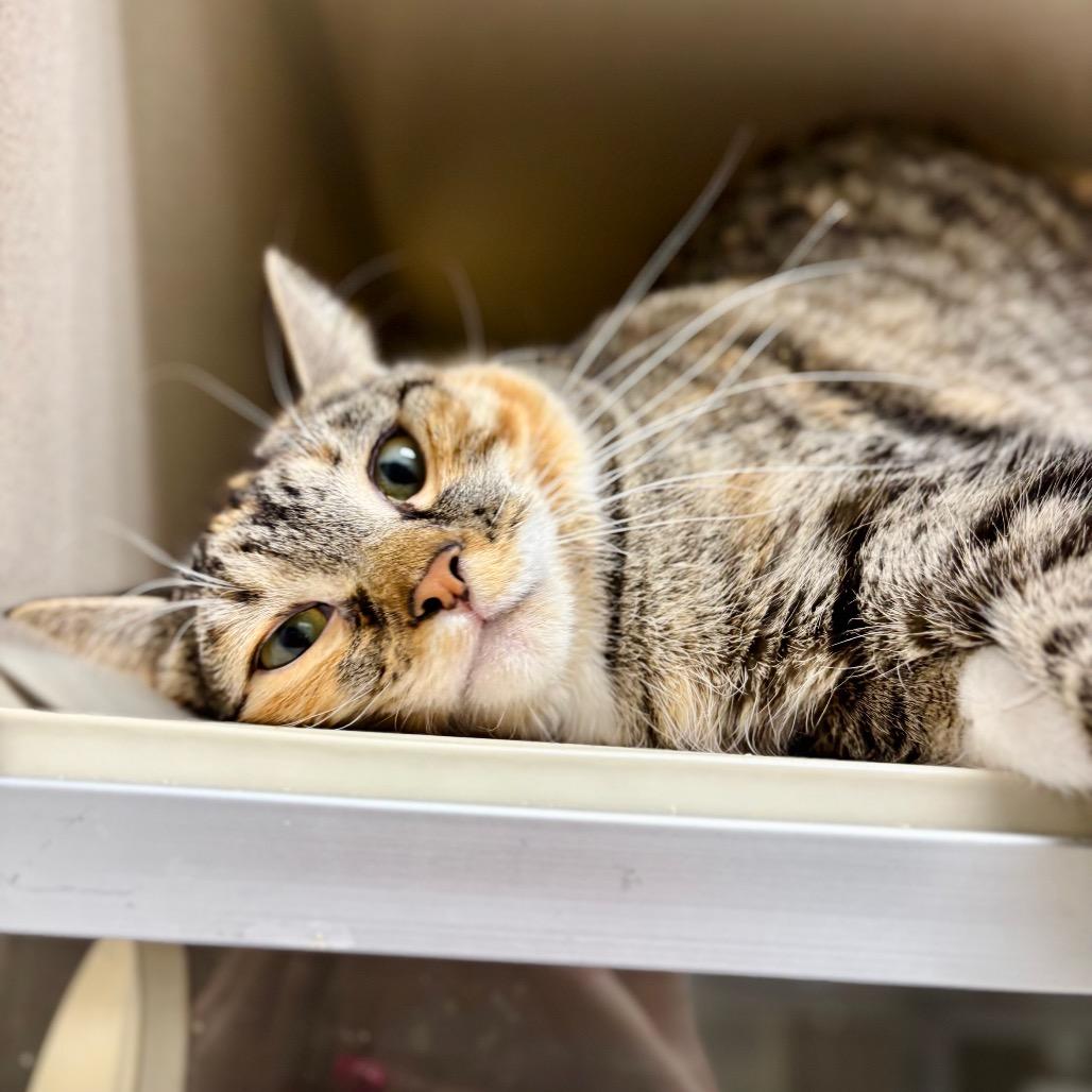 Padme, a Adoptable Domestic Short Hair in Great Falls, MT image 2/6