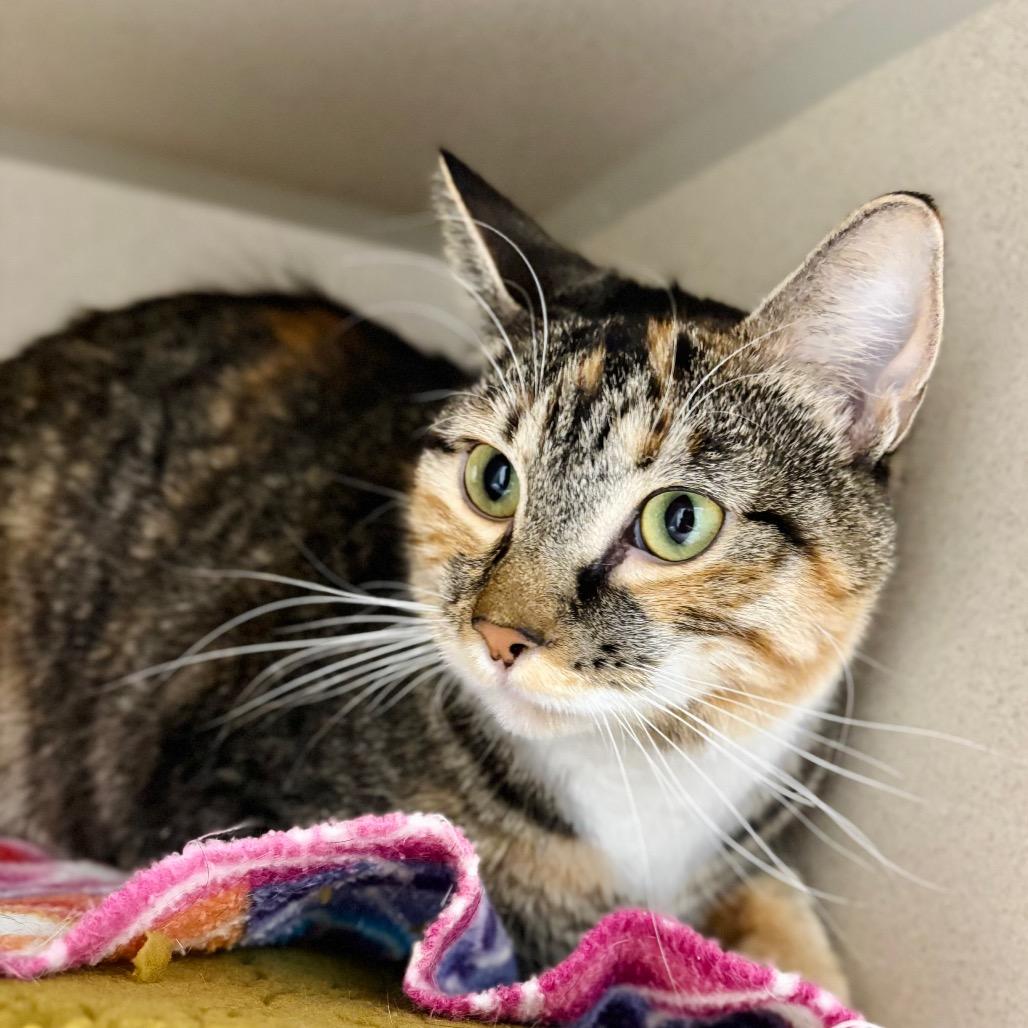 Padme, a Adoptable Domestic Short Hair in Great Falls, MT image 4/6