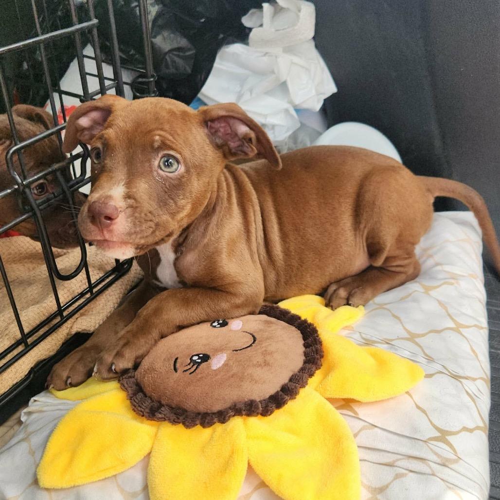 Paul Anka, Adoptable, Puppy Male Doberman Pinscher & Mixed Breed.