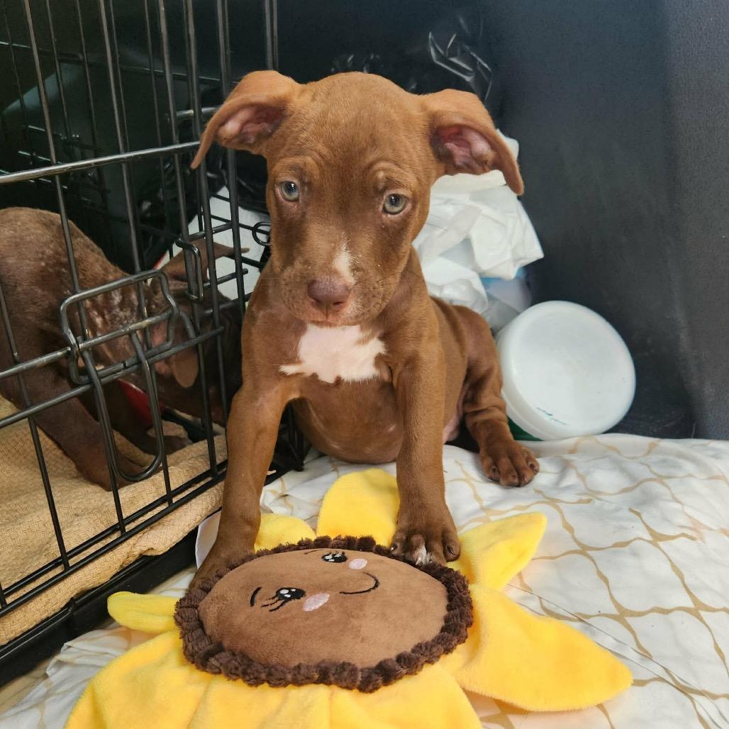 Enlarge Paul Anka, a Adoptable mixed breed in Ferndale, MI image 3/6