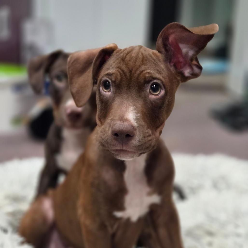 Enlarge Paul Anka, a Adoptable mixed breed in Ferndale, MI image 4/6