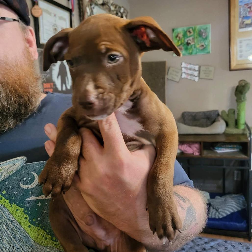 Enlarge Paul Anka, a Adoptable mixed breed in Ferndale, MI image 5/6