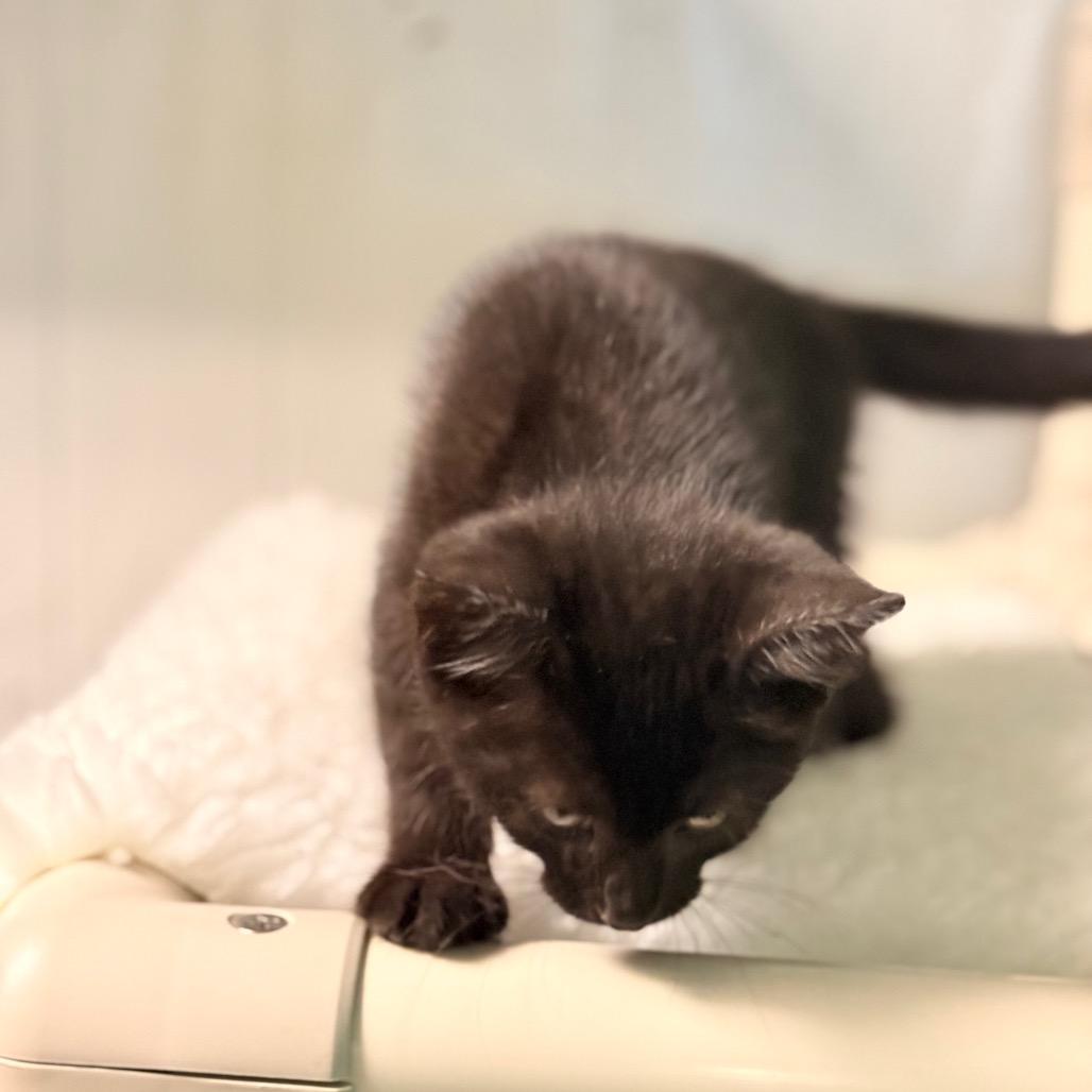 Lucky, Adoptable, Young Male Domestic Short Hair.