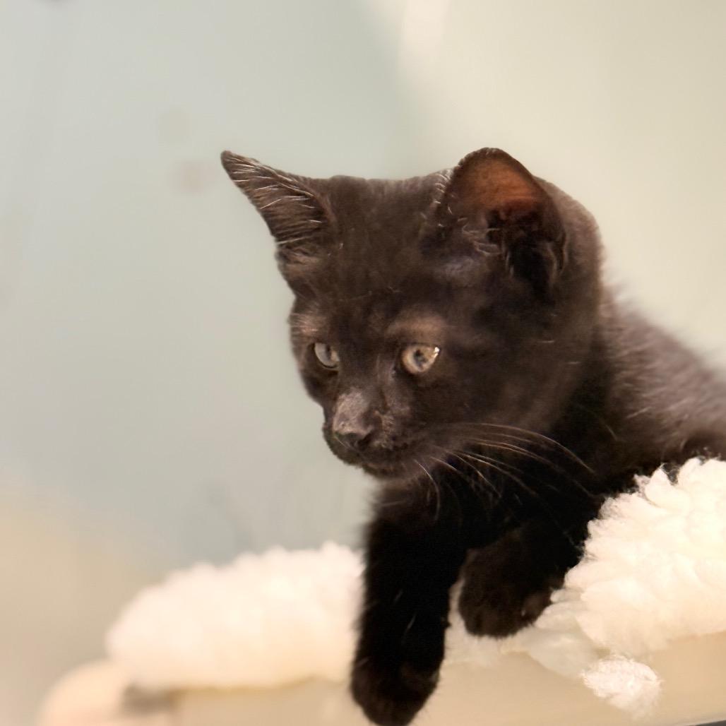 Lucky, a Adoptable Domestic Short Hair in Chariton, IA image 2/4