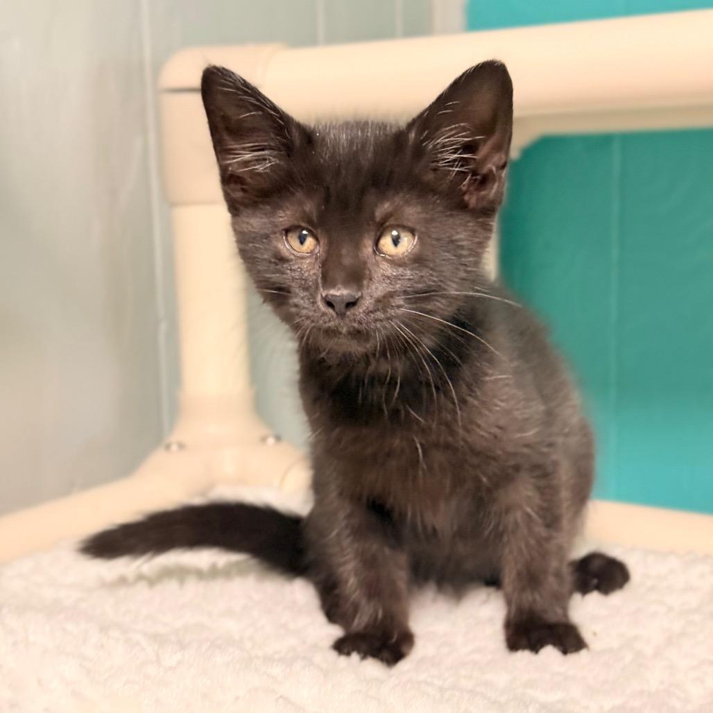 Lucky, a Adoptable Domestic Short Hair in Chariton, IA image 4/4