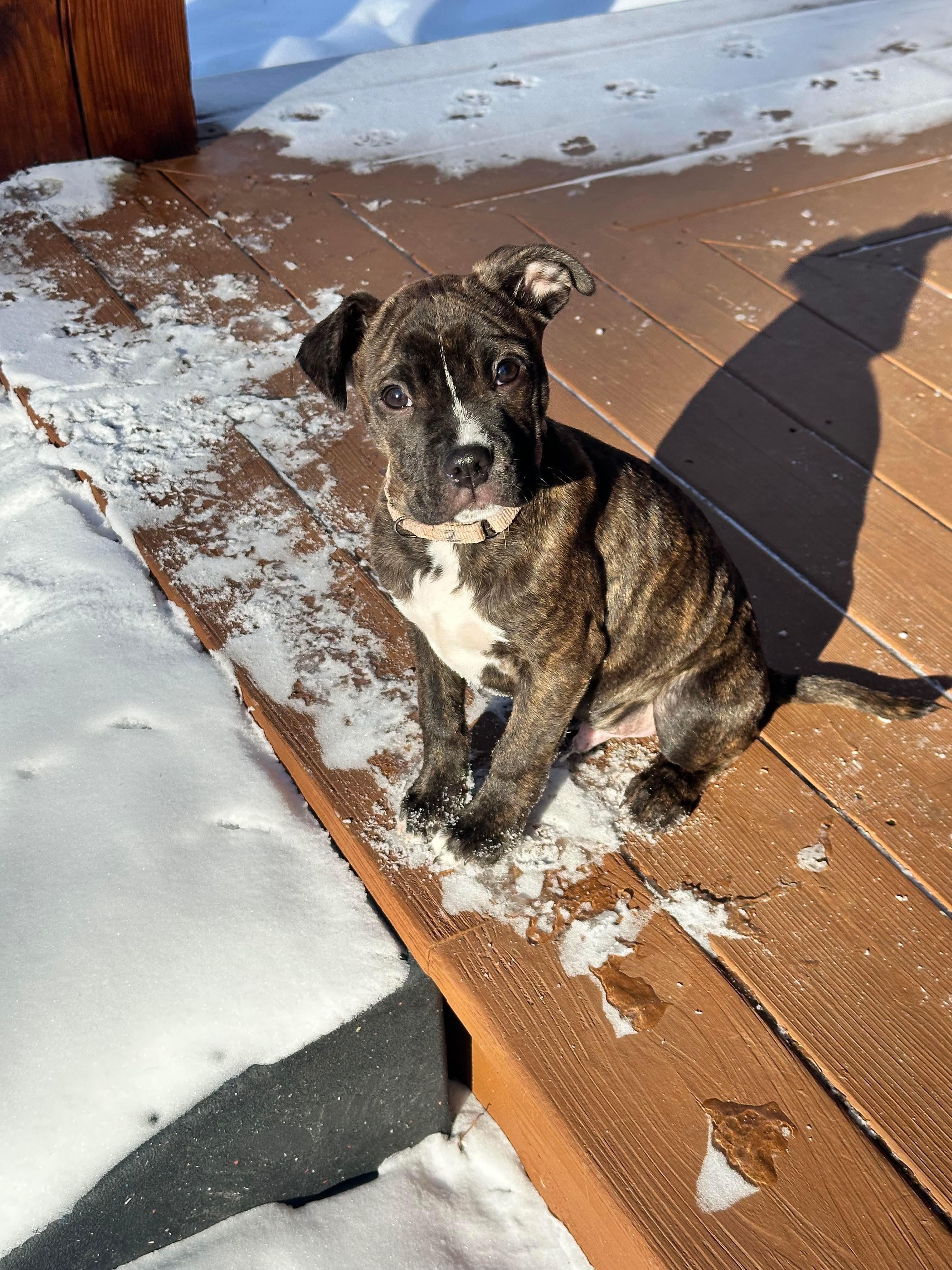 Roger , adopted, Puppy Male Mixed Breed.