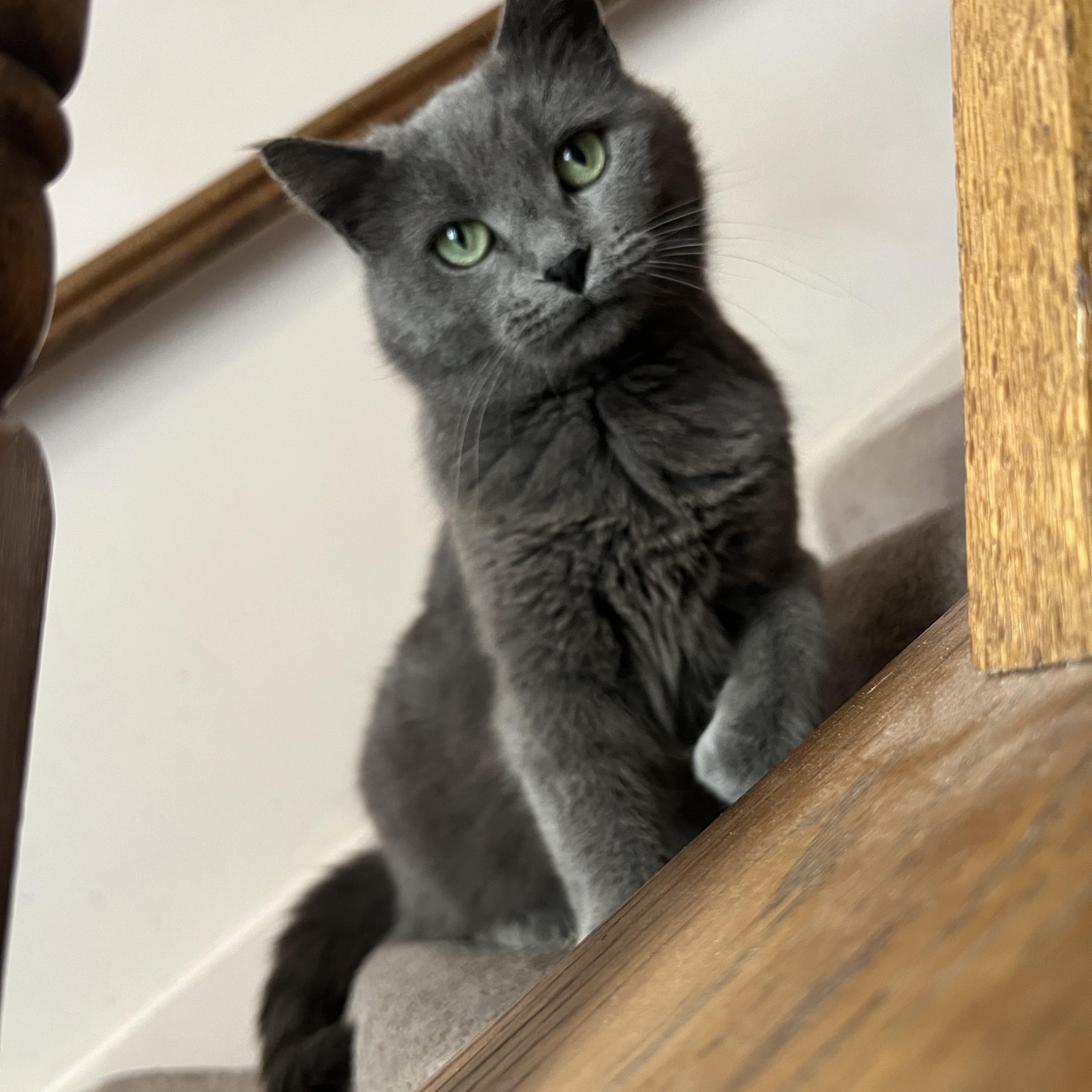 Enlarge Mooney, a Adoptable Domestic Short Hair in Beltsville, MD image 2/6
