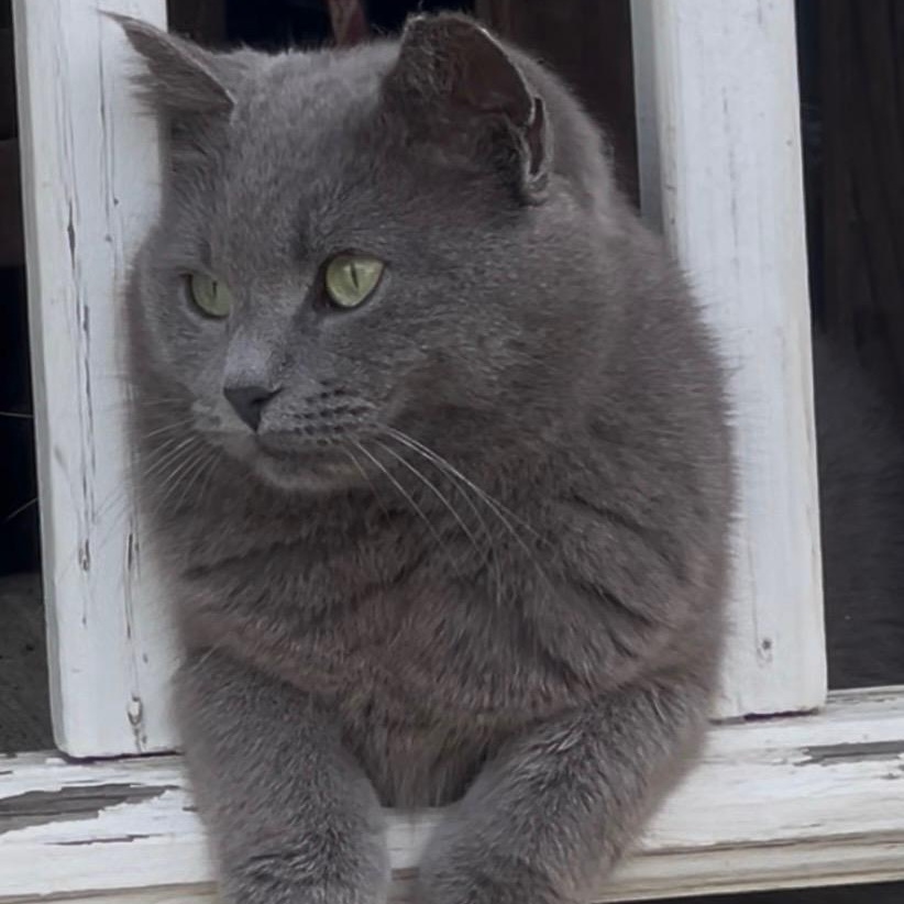 Enlarge Mooney, a Adoptable Domestic Short Hair in Beltsville, MD image 1/6