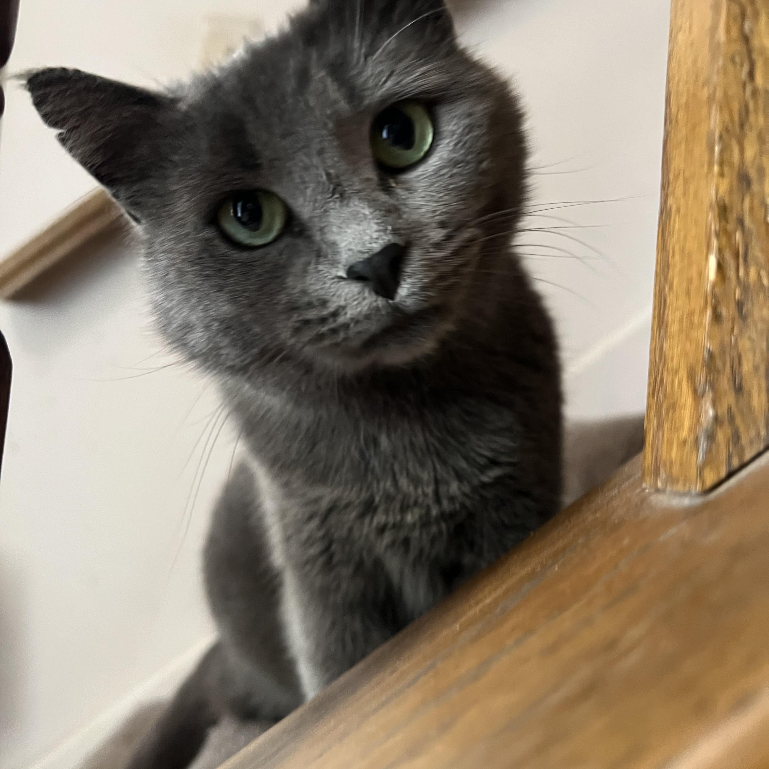 Enlarge Mooney, a Adoptable Domestic Short Hair in Beltsville, MD image 5/6