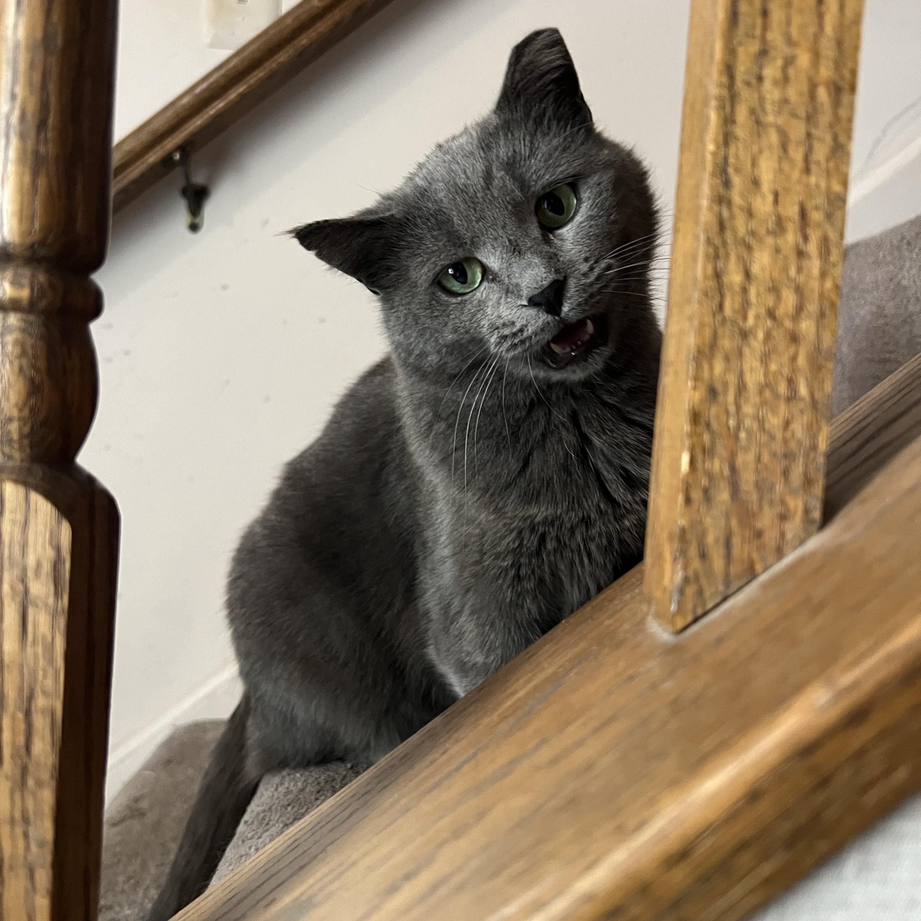 Enlarge Mooney, a Adoptable Domestic Short Hair in Beltsville, MD image 6/6