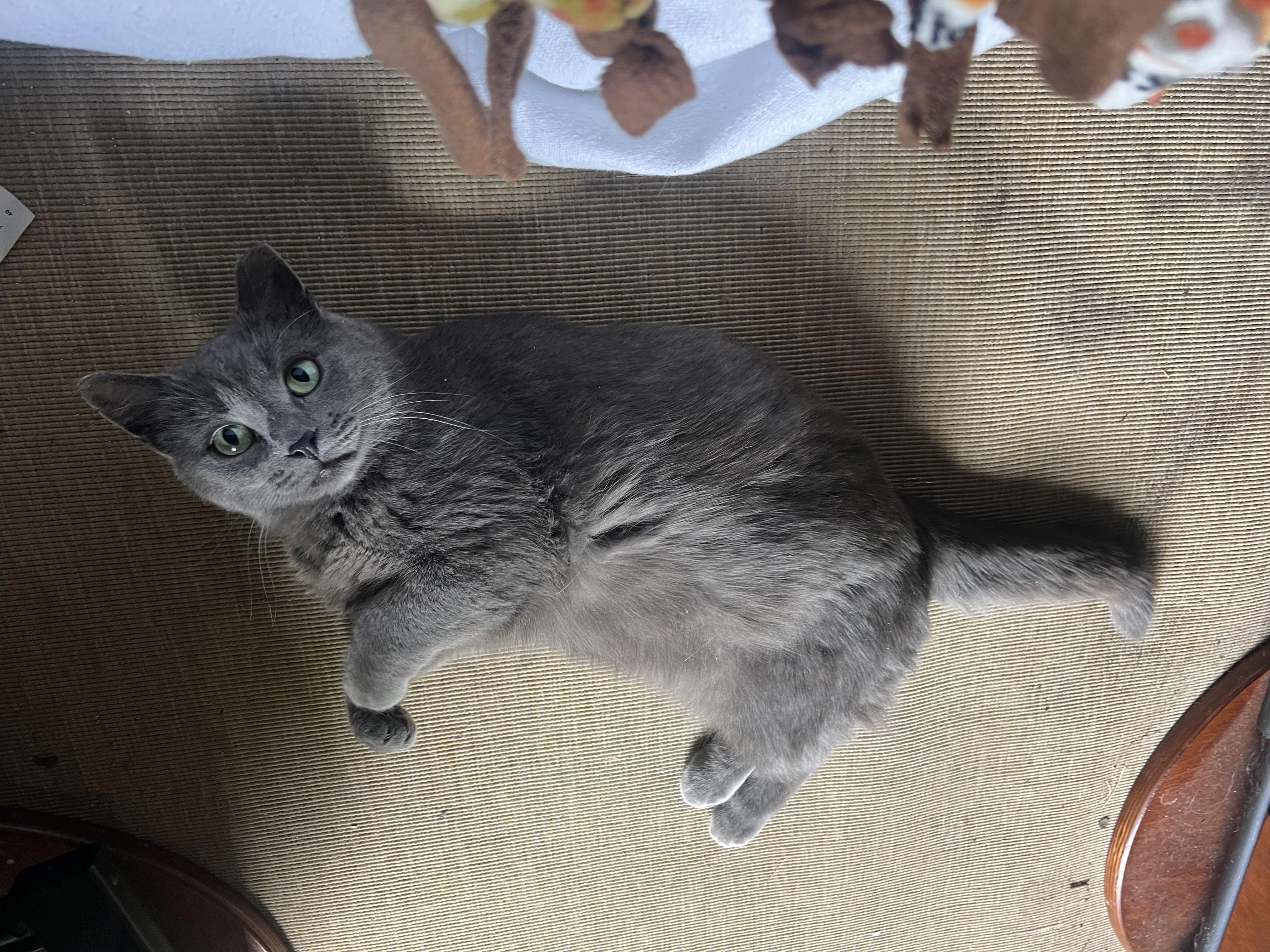 Enlarge Mooney, a Adoptable Domestic Short Hair in Beltsville, MD image 3/6