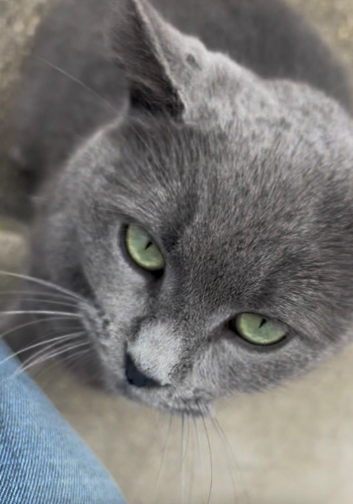 Enlarge Mooney, a Adoptable Domestic Short Hair in Beltsville, MD image 4/6
