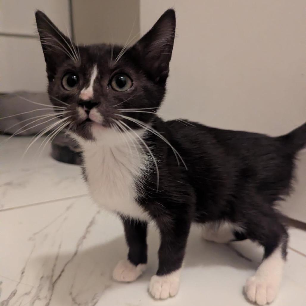 Enlarge Kyoto, a Adoptable Domestic Short Hair in Parkland, FL image 1/1